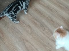 -猫的茶·猫咖