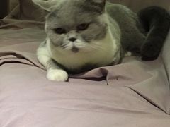 -more than meow吴止猫主题餐厅(承德 中船汇店)