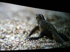 -UME影城(安贞DTS:X店)