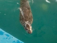 -石家庄极地海洋世界