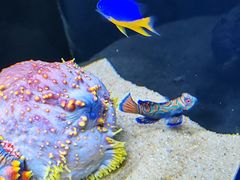 -欢乐海岸海洋奇梦馆