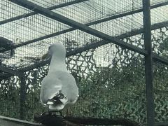 -广州长隆飞鸟乐园