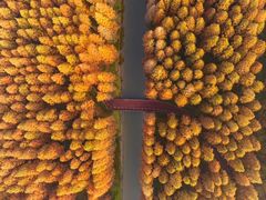 -黄海国家森林公园