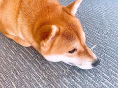 -柴源莊·柴小宠柴犬咖啡