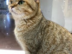 -Heymao猫咖.咖啡厅(东门店)