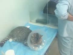iphone_upload_pic-纳吉亚猫专科动物诊疗中心(蒋宅口分院)