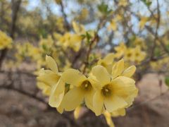 -北京西山国家森林公园