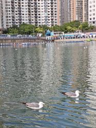 -星海水上乐园(星海广场圣亚店)