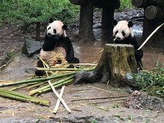 -都江堰中华大熊猫苑