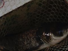 -鱼味馆(万佛湖店)