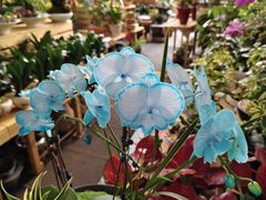 -龙大花卉苗木市场