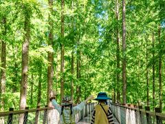 -黄海国家森林公园