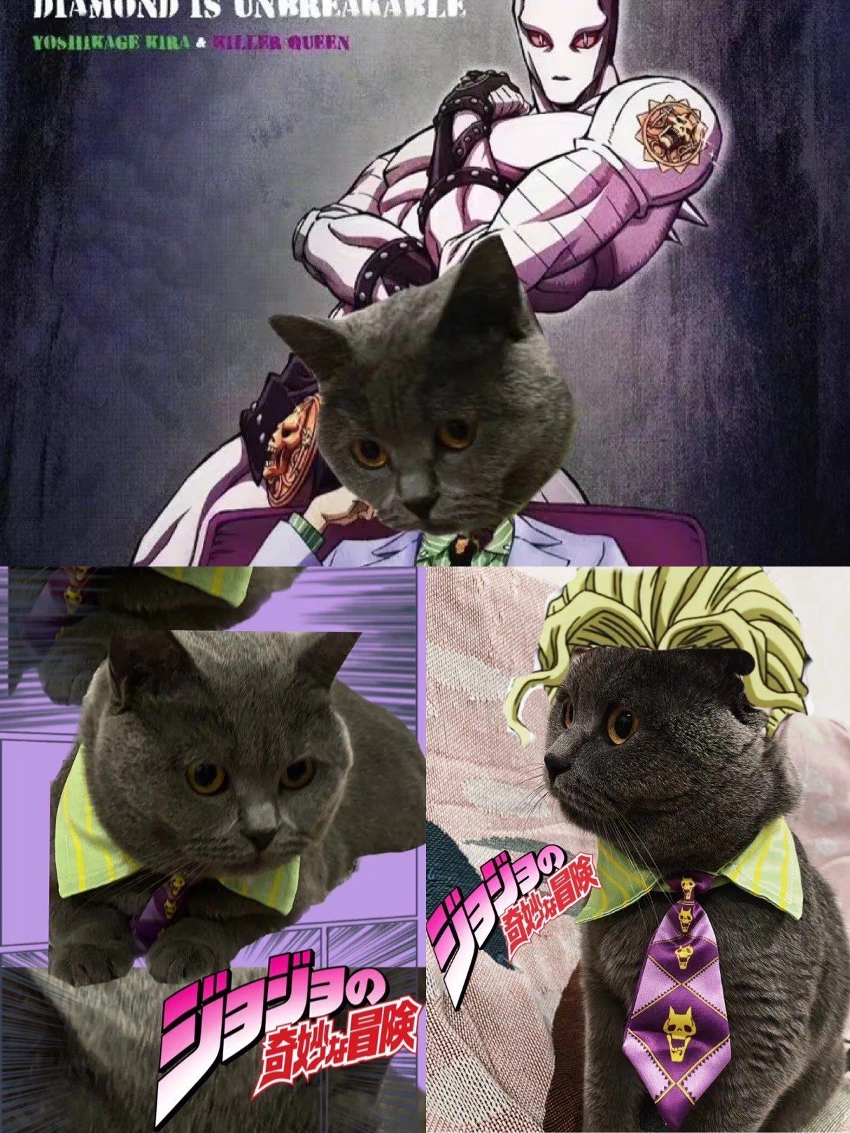 jojo猫