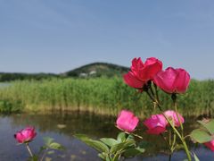 -长广溪湿地公园