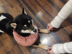 -豆柴町-柴犬主题狗咖(红鼎国际C座店)