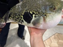 -鲐赏河豚(长寿店)