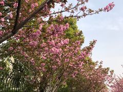 -高东镇樱花园