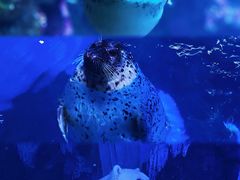 -海合安青岛极地海洋公园