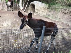 San&nbsp;Diego&nbsp;Zoo-圣地亚哥动物园