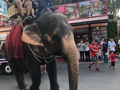 -东芭乐园