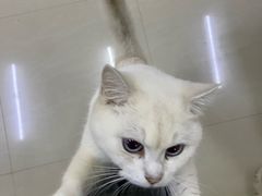 -猫咪咖啡店(新城大街店)