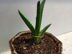 -蒸蒸包(闽江路店)