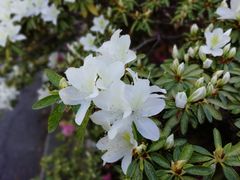 -墨尔本皇家植物园