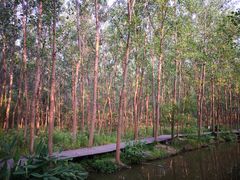 -合肥滨湖国家森林公园