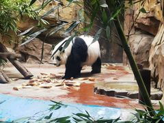 -成都动物园