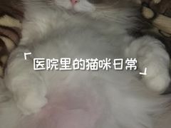 -格蕾宠物医院24H·猫科·肿瘤科·骨科中心(福州总院)