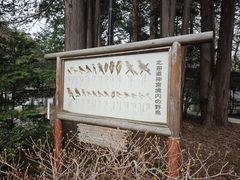 -北海道神宫