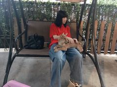 -柴犬高等学院·狗咖·柴犬售卖·宠物训练