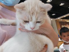 -藏猫猫咖啡主题馆(中央大道店)