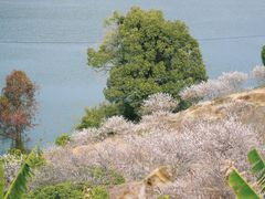 -广州市流溪河国家森林公园