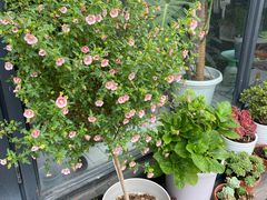 -JRCAFE玖如空间