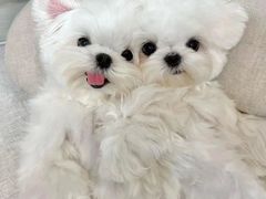 -萌宠之家·腊肠犬·马尔泰·小体犬舍