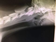 -辛巴宠物医疗中心·骨科·内分泌专科·心肾专科(亭林公园店)