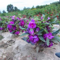 -Oasis Beauty水磨坊科技美肤中心