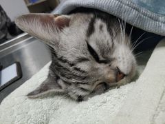 -高德24h动物医院