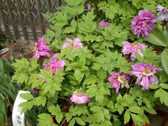 -桂林市花鸟市场