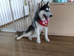 -Husky Go! 哈士奇体验馆·宠物咖啡厅狗咖