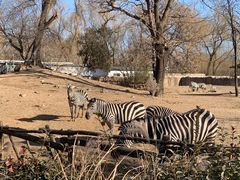 -北京动物园-畅观楼
