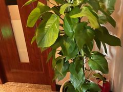 -裕和堂中医推拿艾灸(太古汇臻品店)