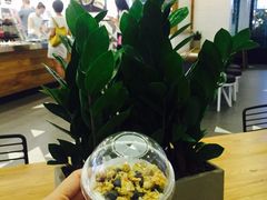 -油梨树 AVOCADO TREE(亮马桥店)