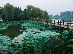 -白洋淀景区