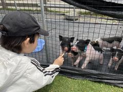 -前小桔亲子创意农场·草莓采摘·露营烧烤