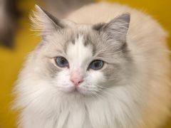 -有喵·猫咖·狗咖·40+猫狗有小奶狗(岗厦店)