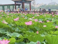 -莲花池公园
