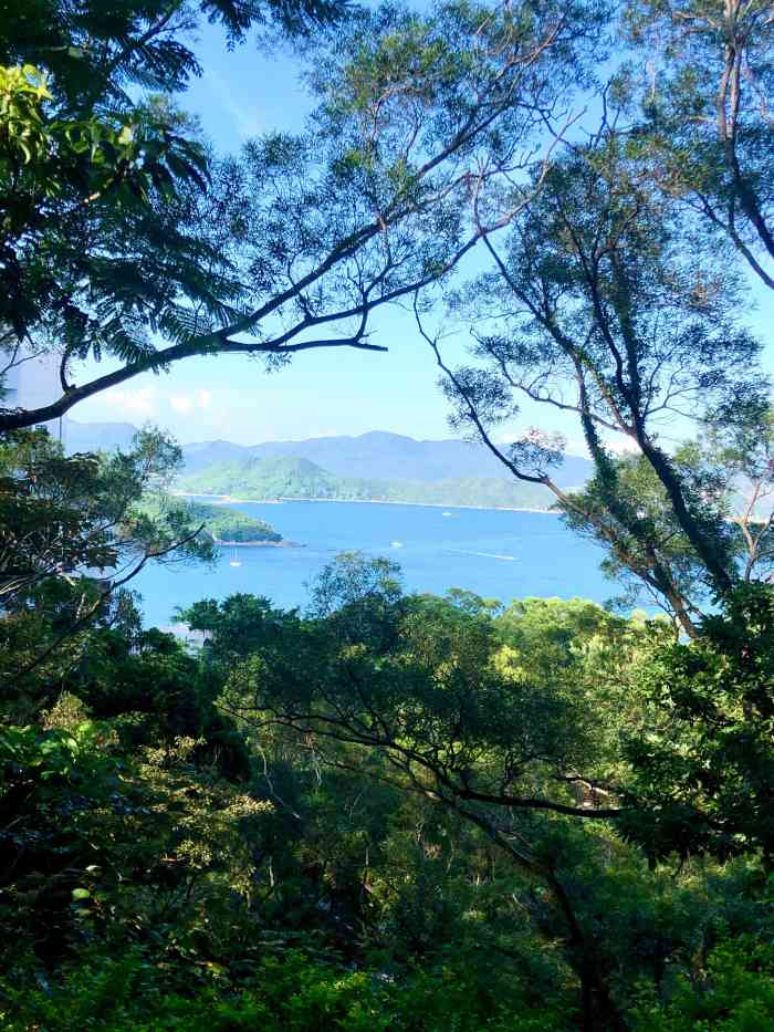 清水湾郊野公园-"从科大坐91路车在大坳门下车,沿着眼前树.