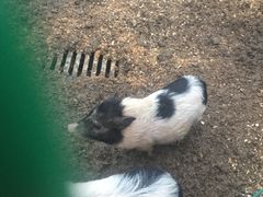 小香猪-安徒生童话乐园